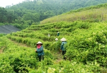 Chính sách phát triển vùng dược liệu liên vùng – Thắp sáng hy vọng cho Y học cổ truyền Việt Nam  Chính sách phát triển vùng dược liệu liên vùng – Thắp sáng hy vọng cho Y học cổ truyền Việt Nam