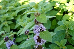 70 LOẠI DƯỢC LIỆU THEO THÔNG TƯ 48 BỘ Y TẾ